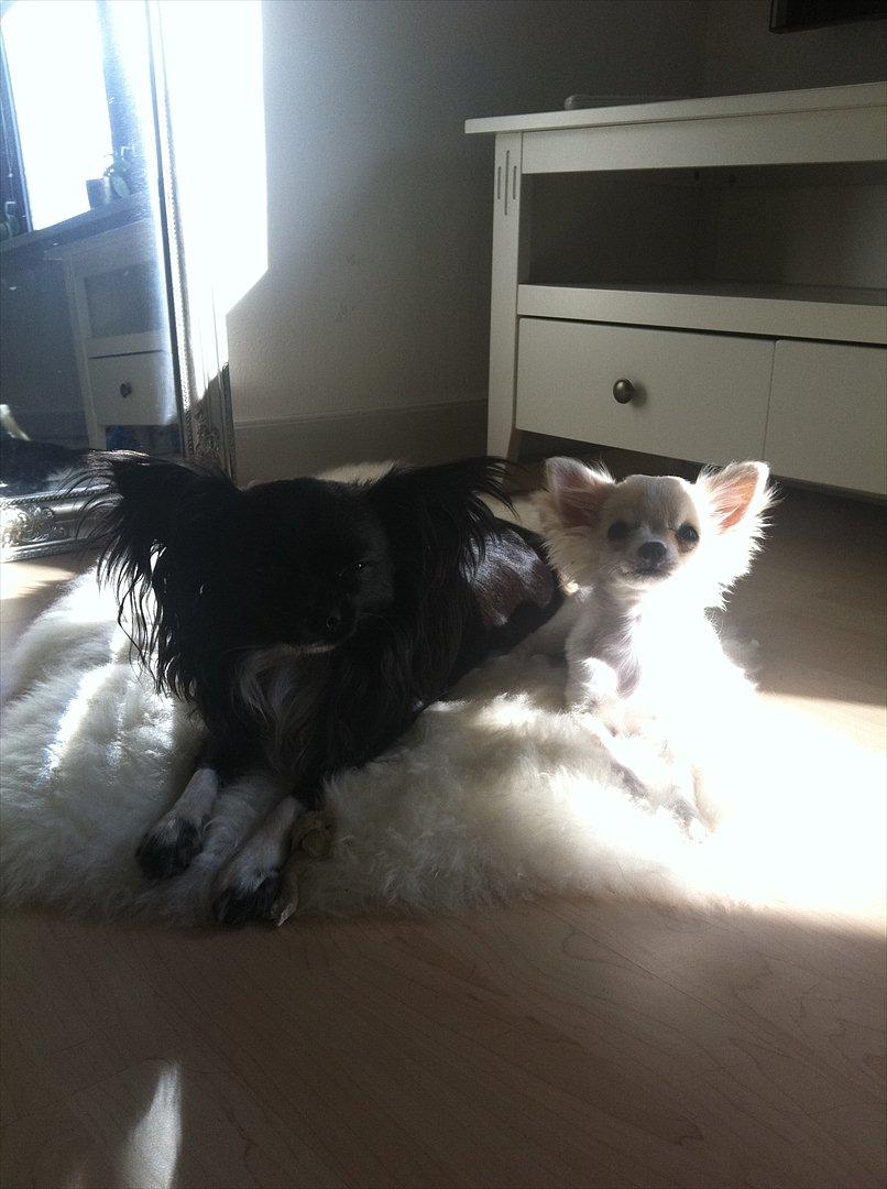 Chihuahua Magnus. billede 17