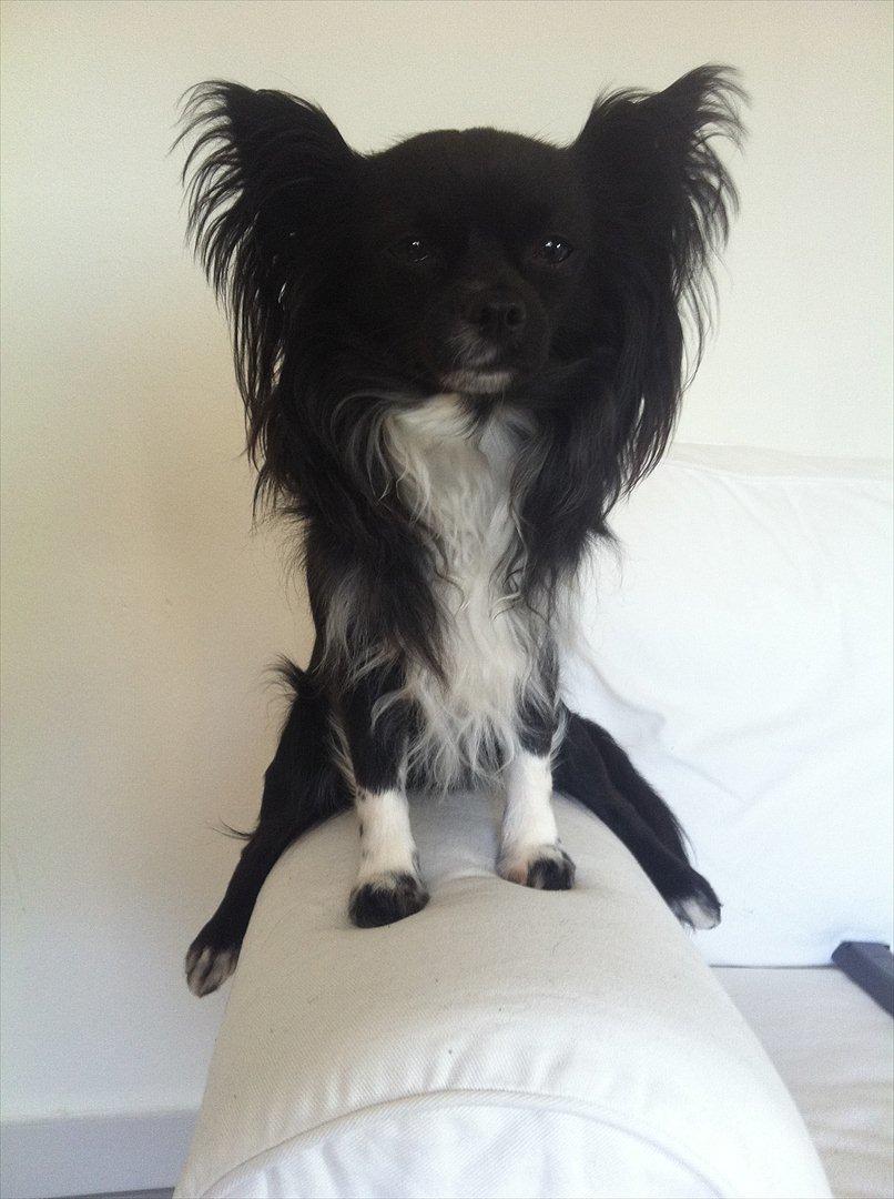 Chihuahua Magnus. billede 18