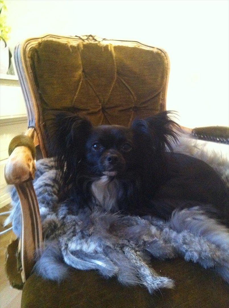 Chihuahua Magnus. billede 1