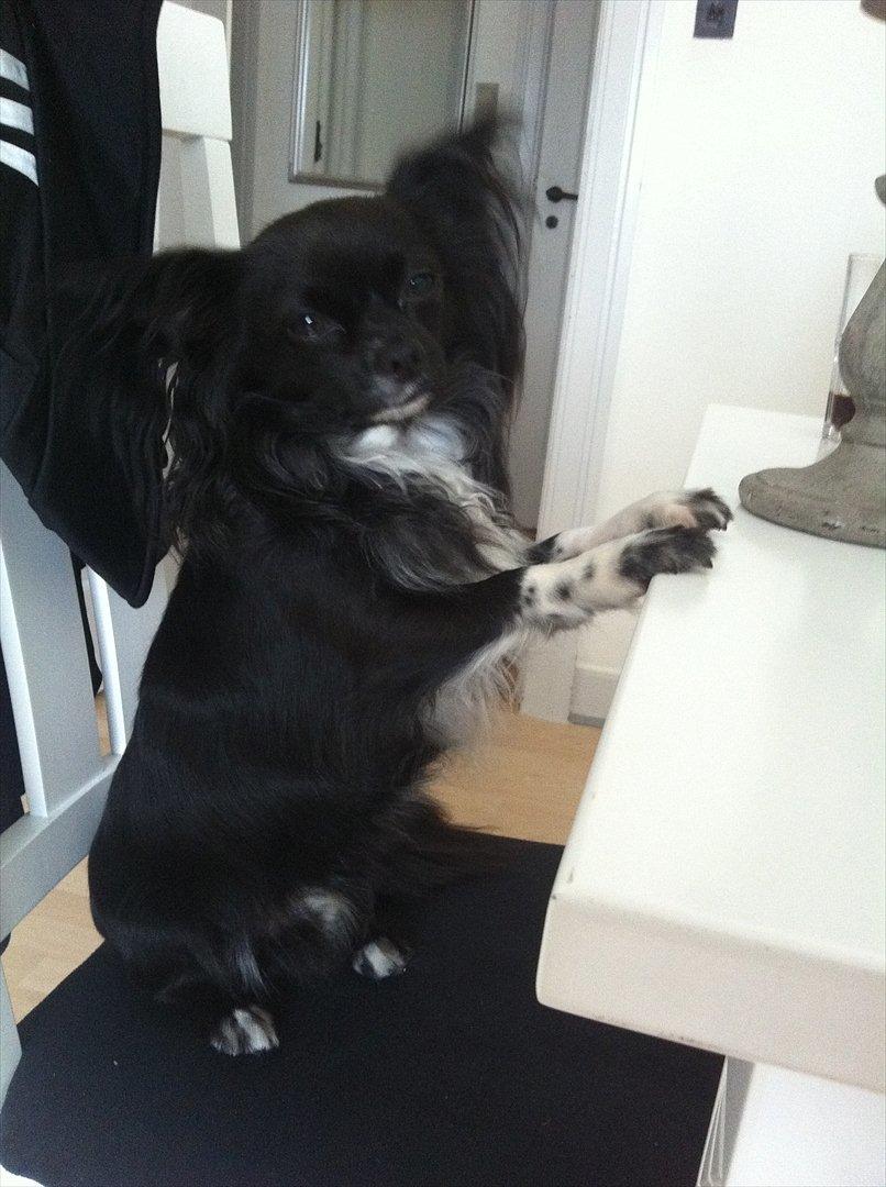 Chihuahua Magnus. billede 19