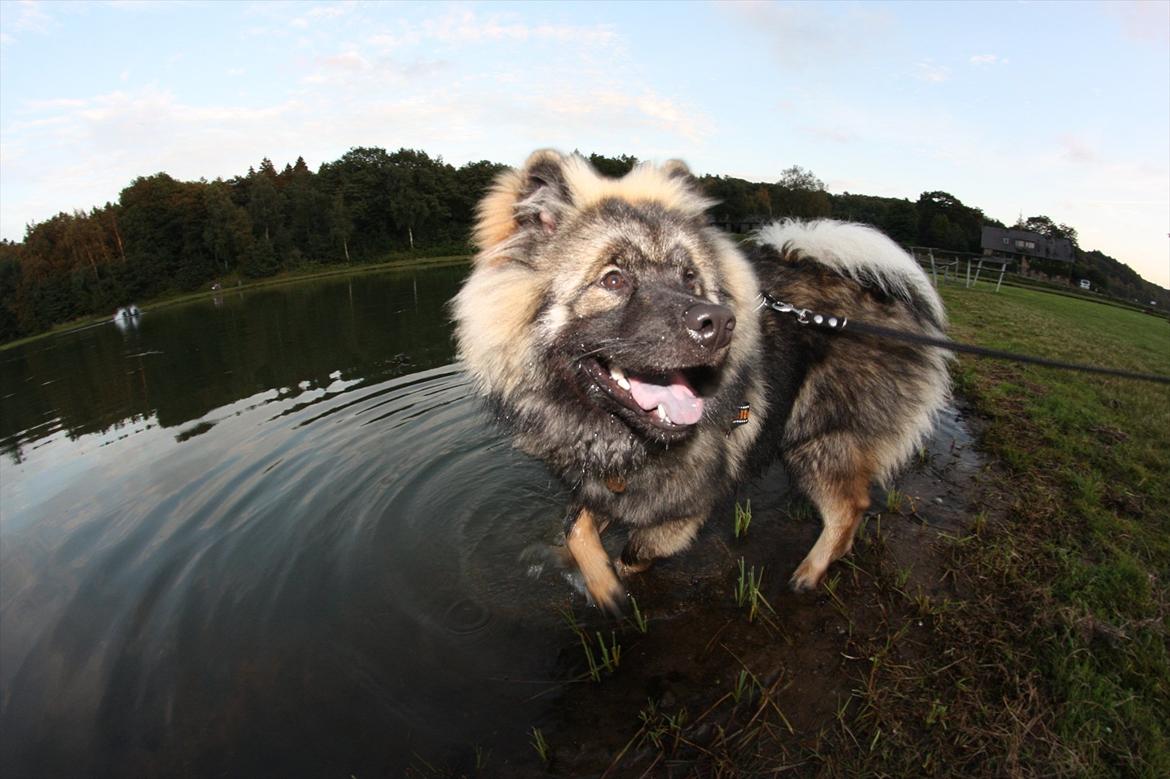 Eurasier Casa Kallisto's Bacchus - "Baktus" - 10 måneder billede 7