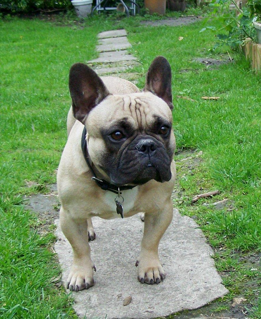 Fransk bulldog Tazz - 25-8-11 billede 8