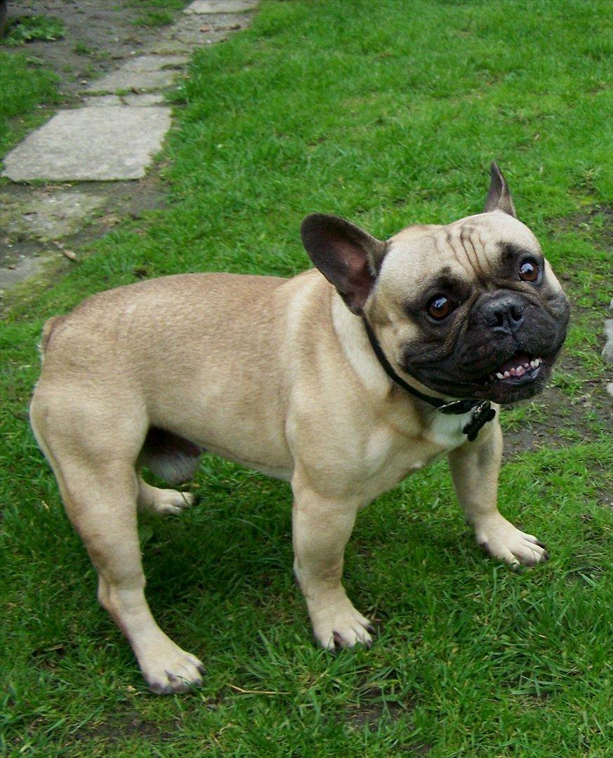 Fransk bulldog Tazz billede 10