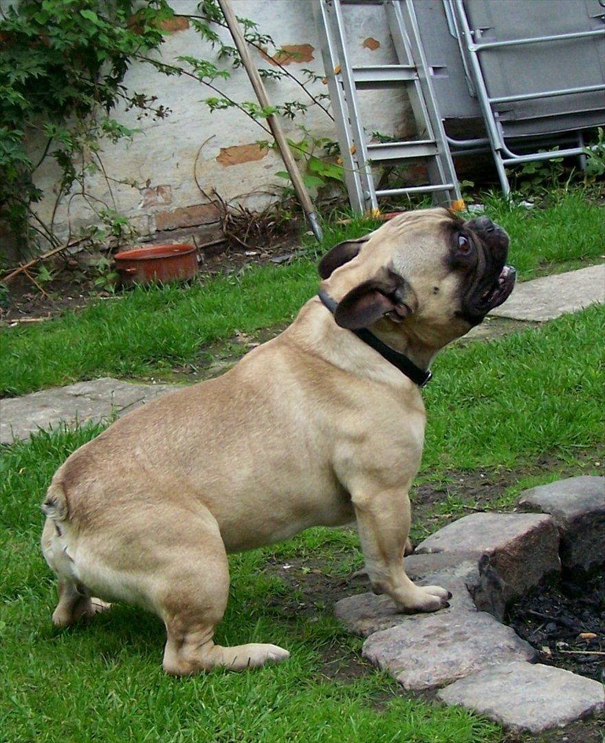 Fransk bulldog Tazz - 25-8-11 billede 9