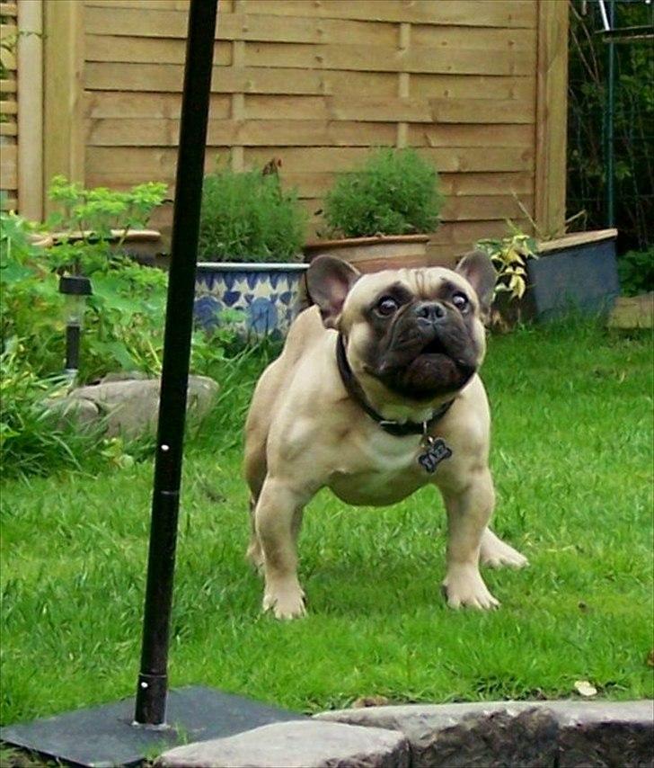 Fransk bulldog Tazz - 25-8-11. Her puster jeg lige musklerne op. Blev du bange. hihi billede 13