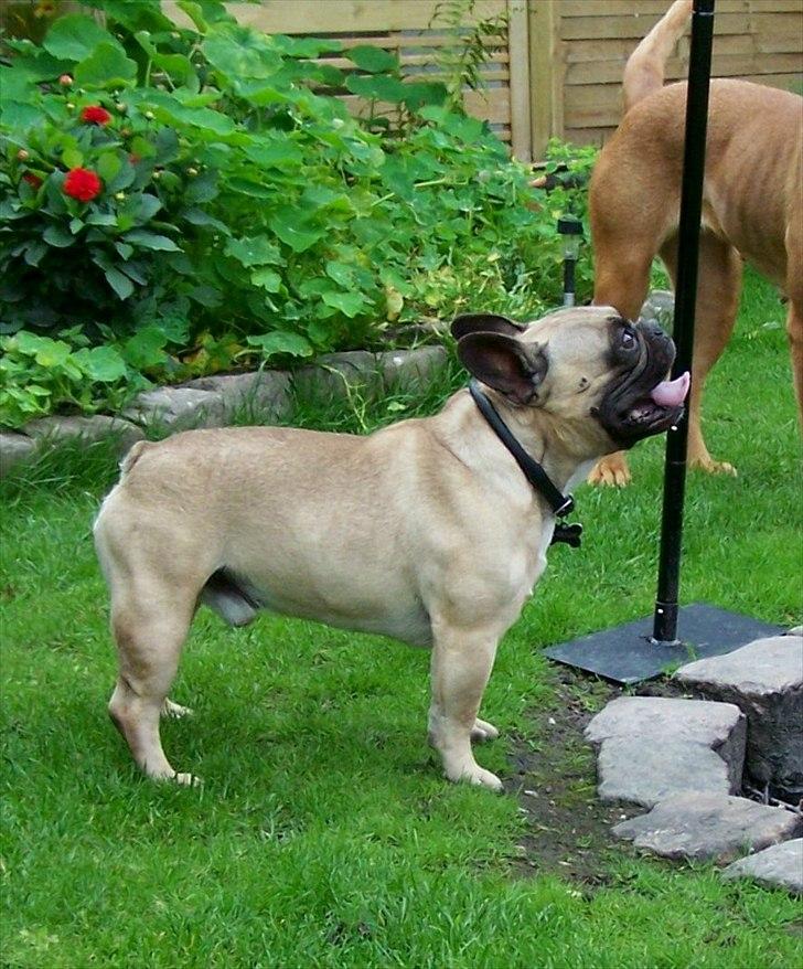 Fransk bulldog Tazz - 25-8-11 billede 14