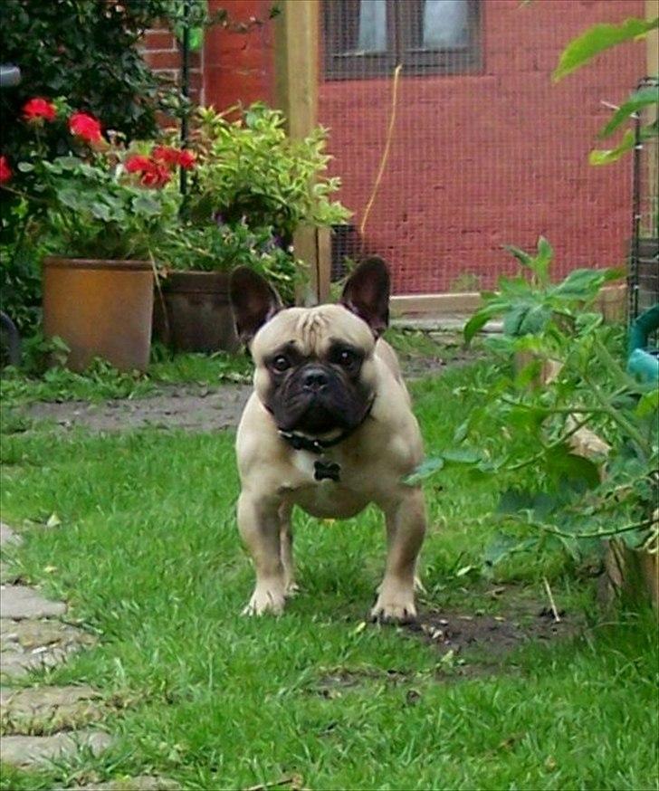 Fransk bulldog Tazz - 25-8-11 billede 12
