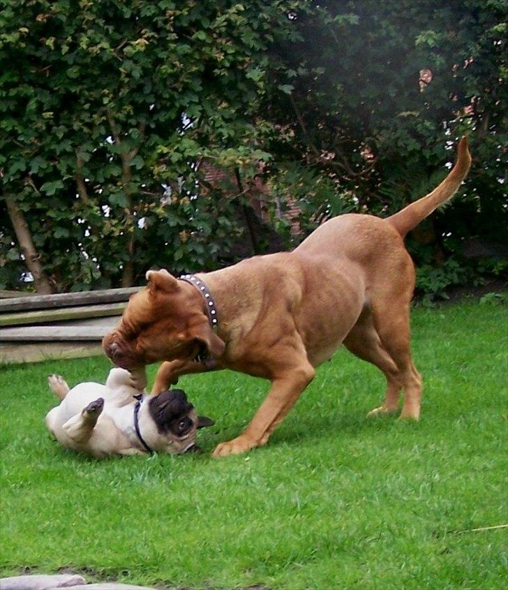 Fransk bulldog Tazz - 25-8-11 leg billede 11