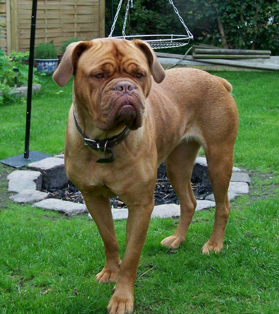 Dogue de bordeaux Ronja - 25-8-11 billede 6