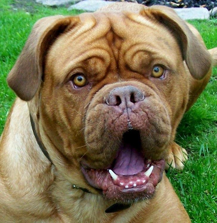 Dogue de bordeaux Ronja - 25-8-11. Min smukke prinsesse billede 1