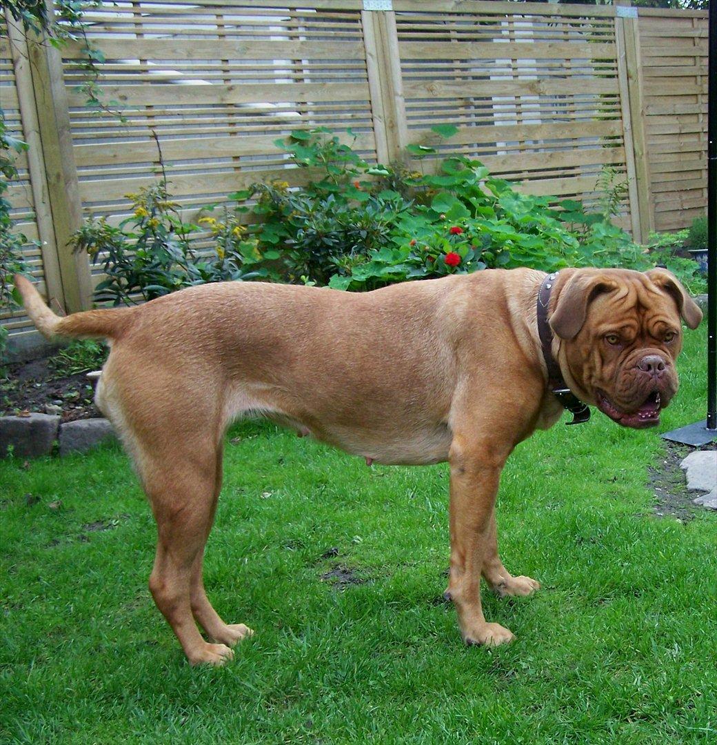 Dogue de bordeaux Ronja - 25-8-11 billede 7