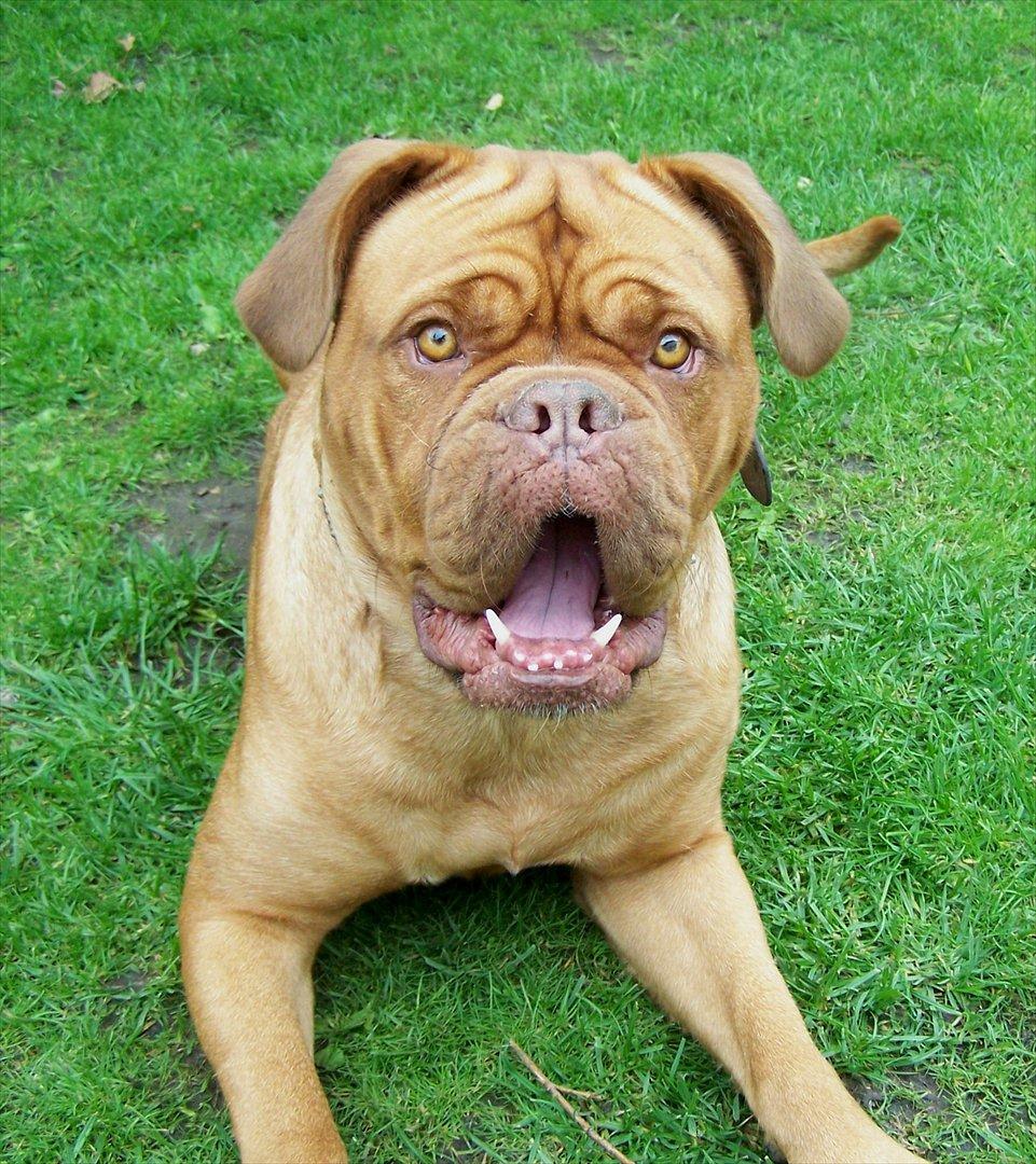 Dogue de bordeaux Ronja - 25-8-11 billede 8