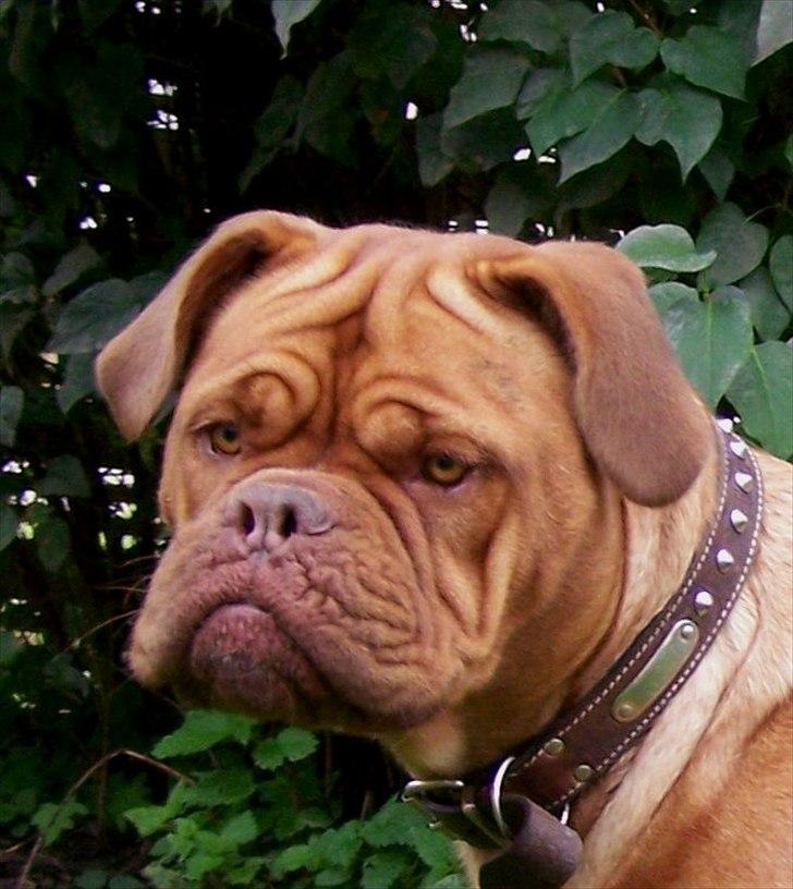 Dogue de bordeaux Ronja - 25-8-11 billede 10