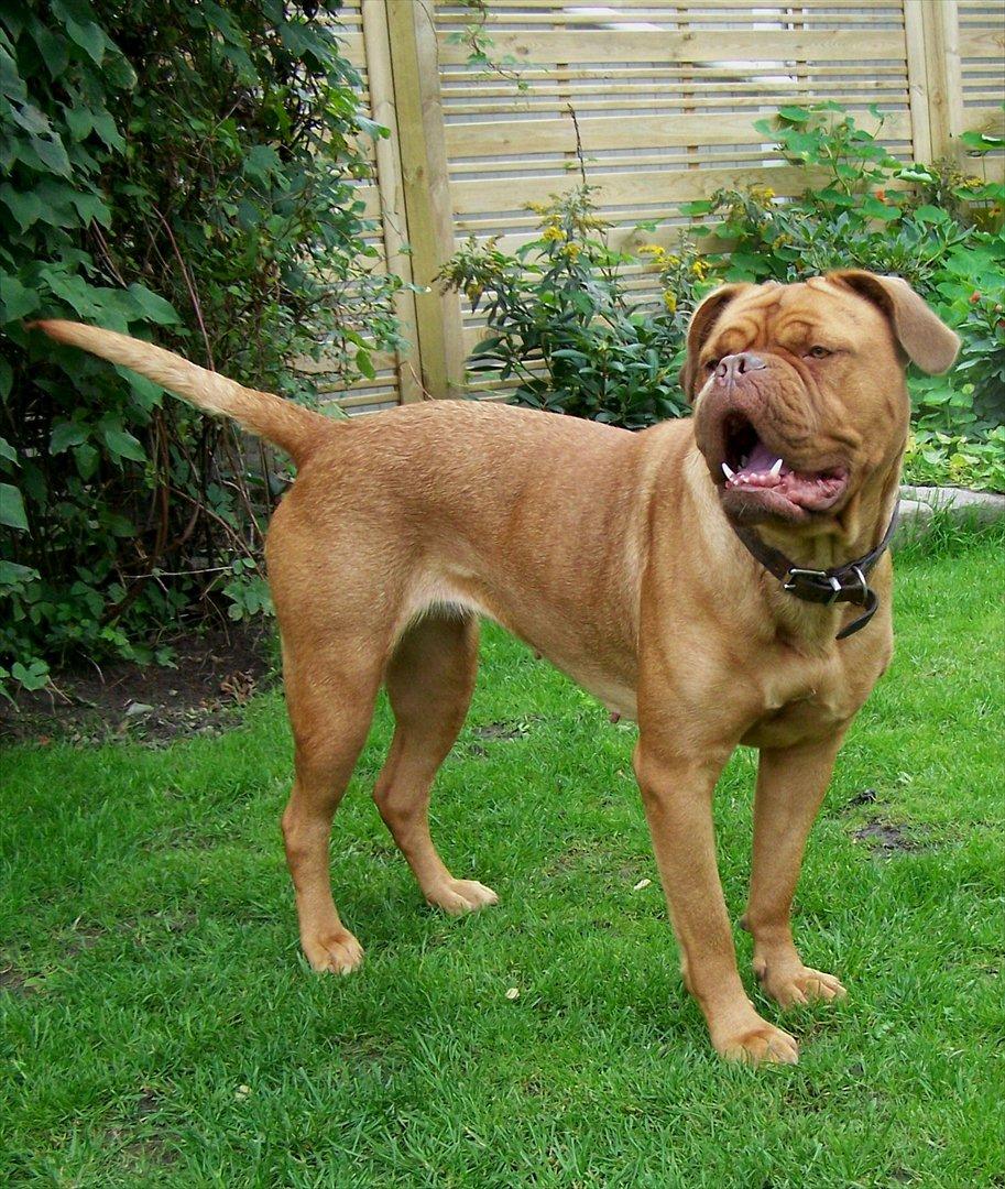 Dogue de bordeaux Ronja - 25-8-11 billede 11