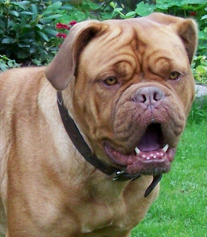 Dogue de bordeaux Ronja - 25-8-11 billede 9