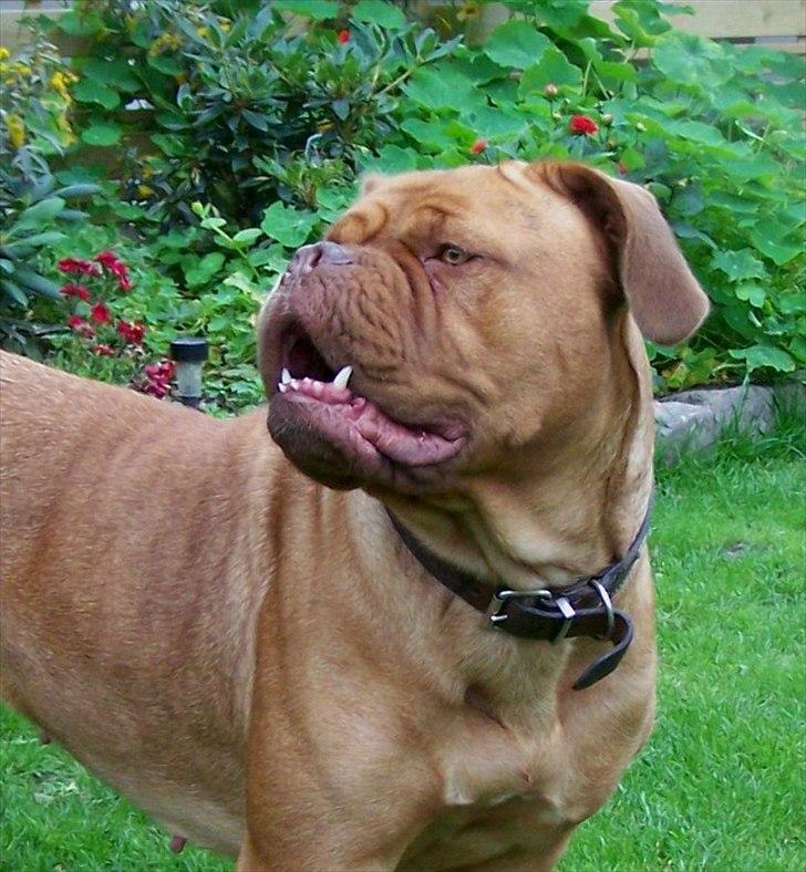 Dogue de bordeaux Ronja - 25-8-11 billede 12