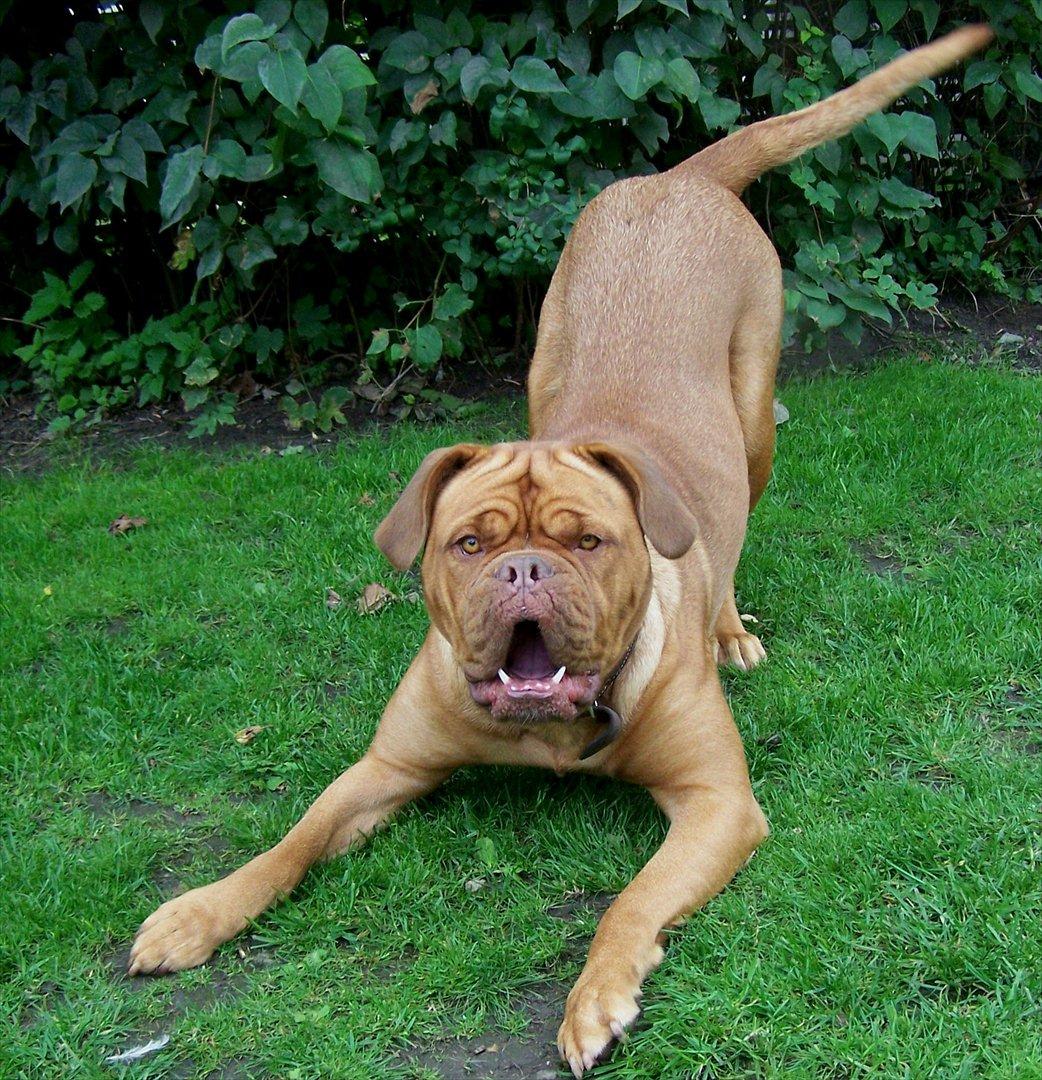 Dogue de bordeaux Ronja - 25-8-11 billede 13