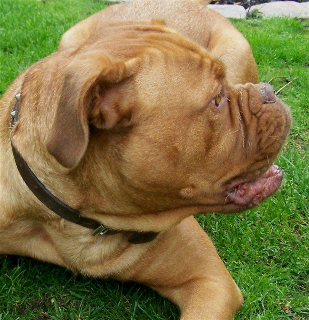 Dogue de bordeaux Ronja - 25-8-11 billede 14