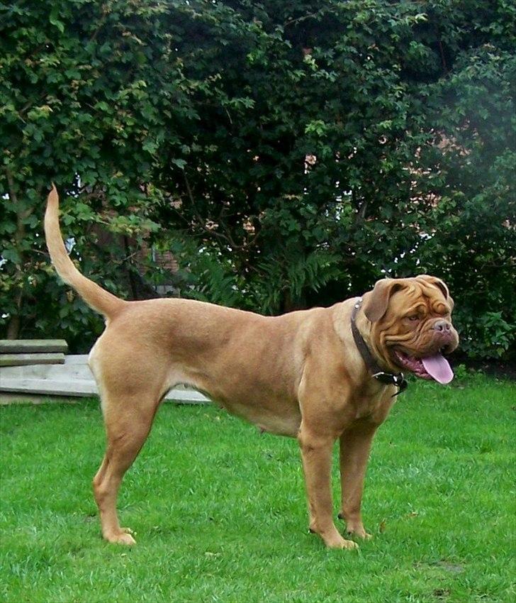 Dogue de bordeaux Ronja - 25-8-11 billede 15