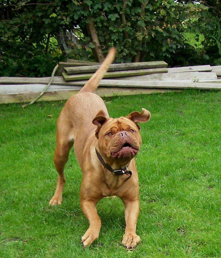 Dogue de bordeaux Ronja - 25-8-11 Altid klar til leg billede 16