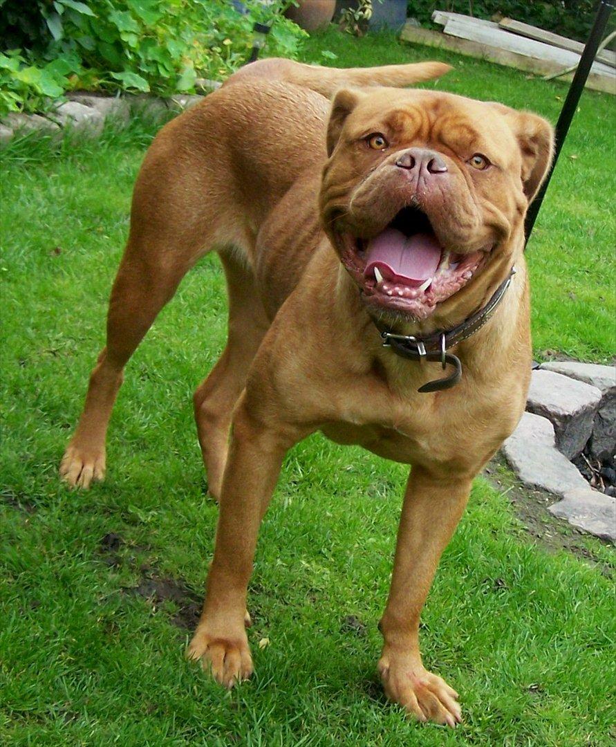 Dogue de bordeaux Ronja - 25-8-11 billede 17