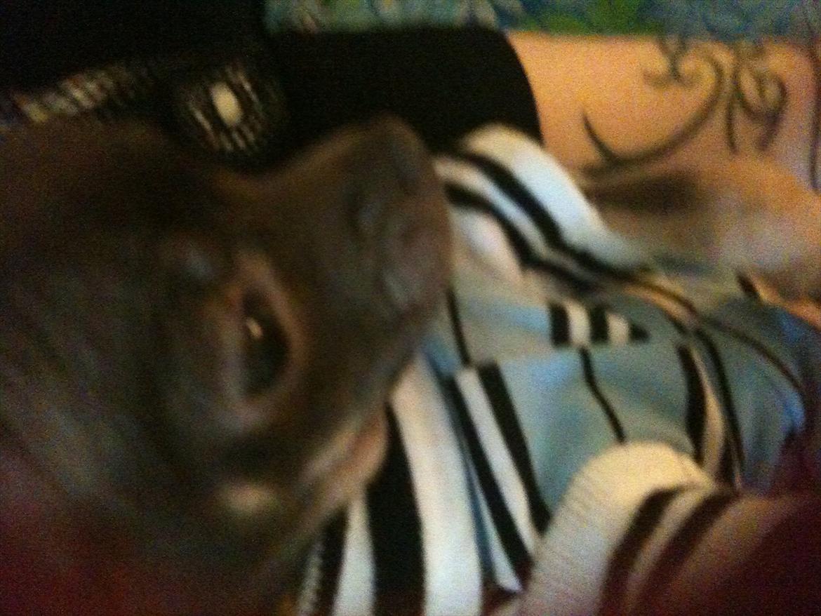 Chihuahua mini billede 10