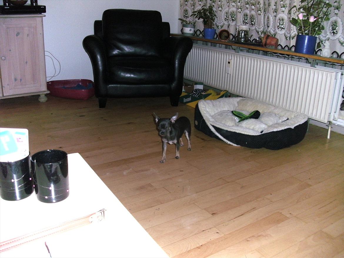 Chihuahua mini billede 13