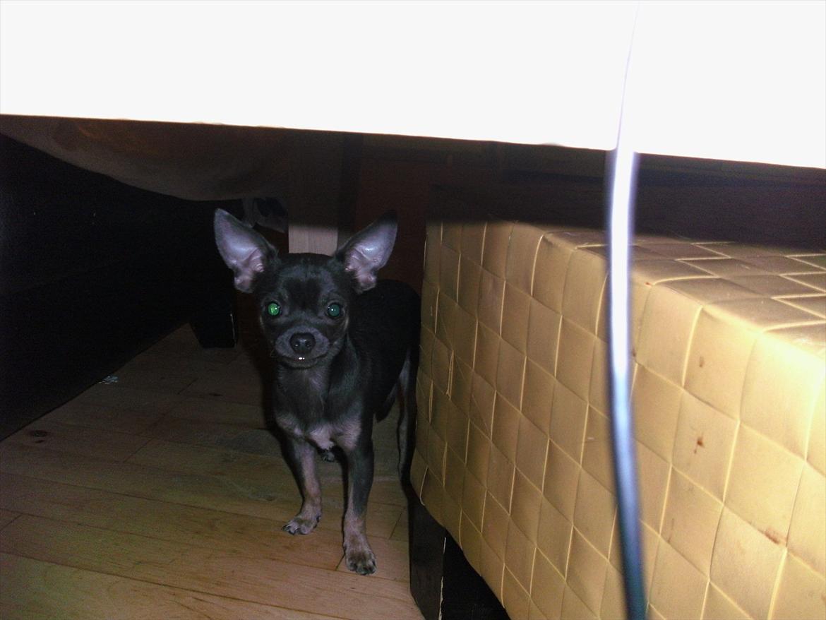 Chihuahua mini billede 2