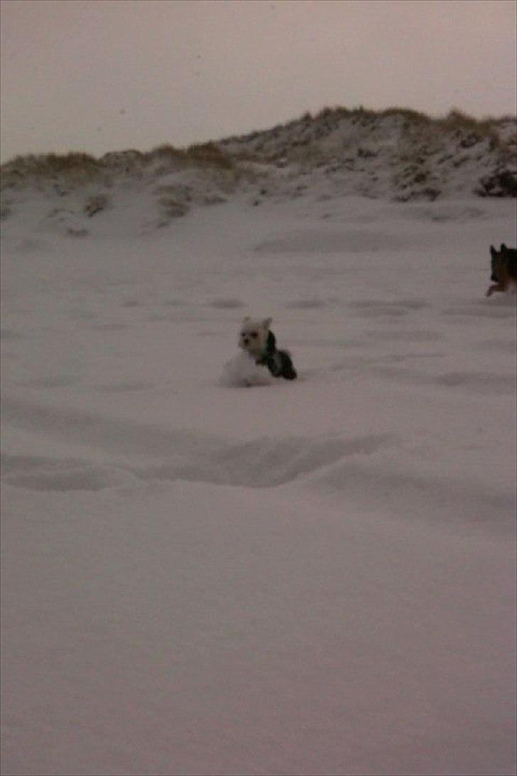 Malteser Molly billede 16