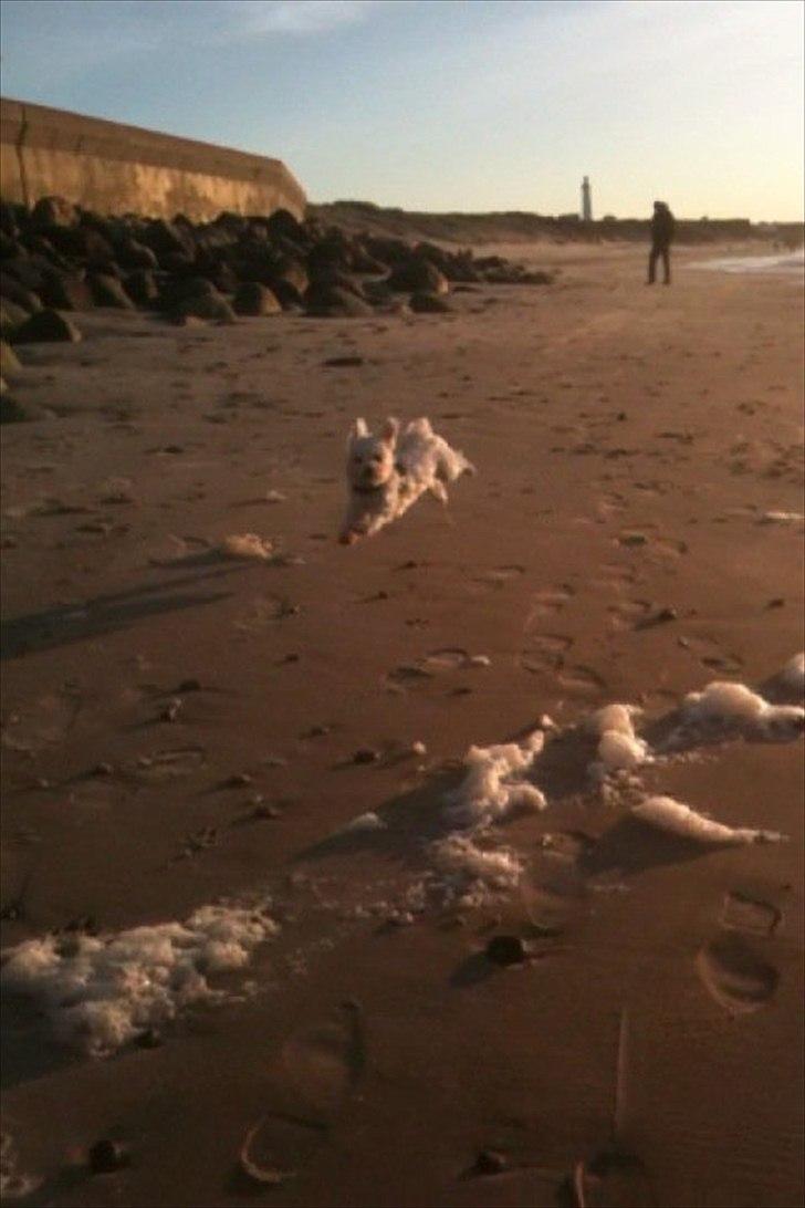 Malteser Molly billede 17