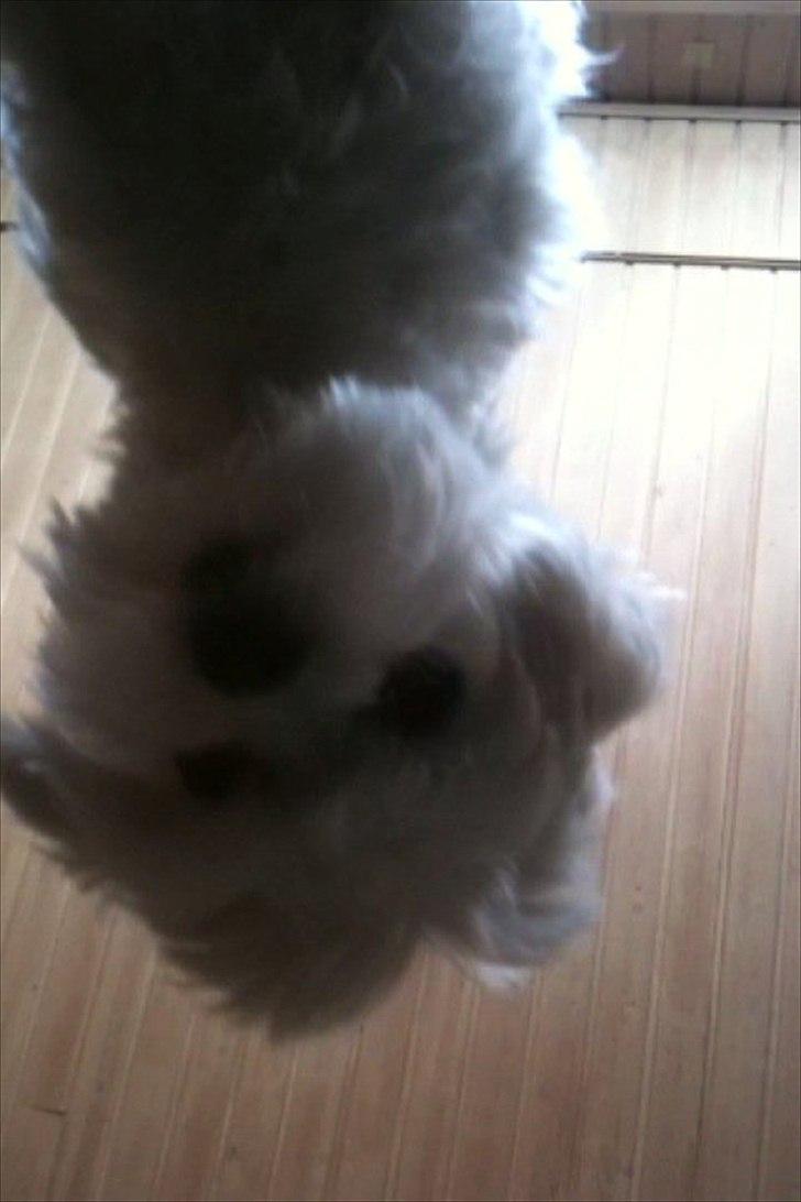 Malteser Molly billede 18