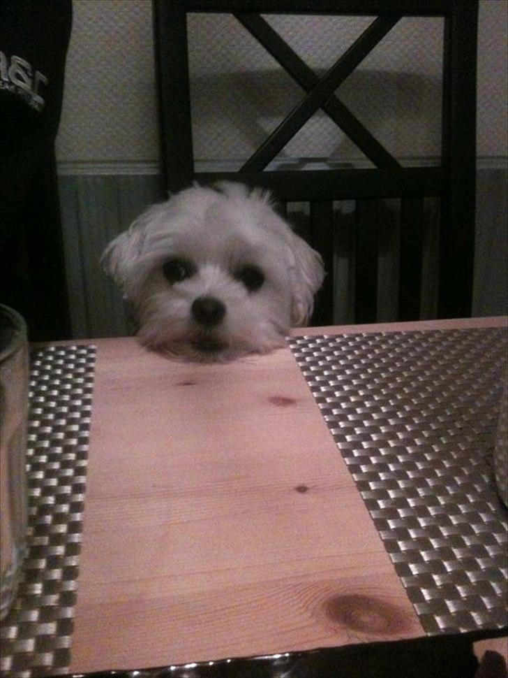 Malteser Molly billede 19