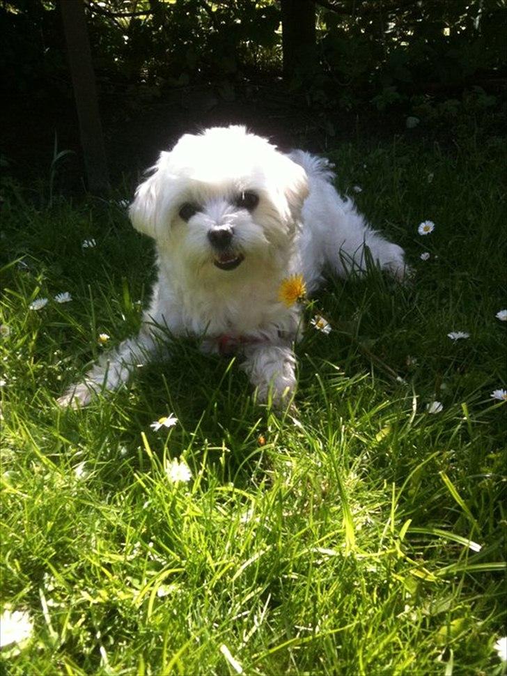 Malteser Molly billede 20