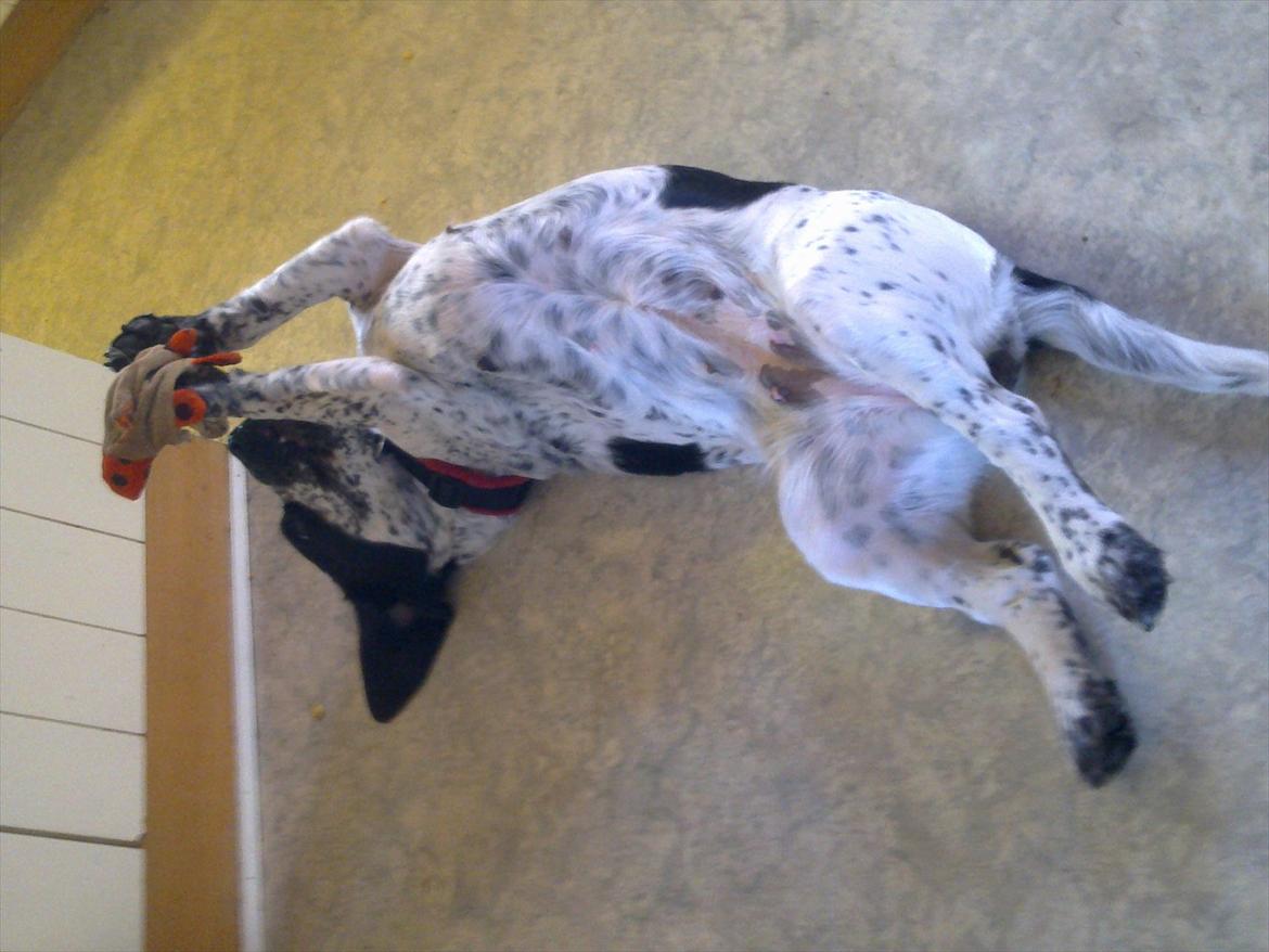 Blanding af racer Tika billede 17