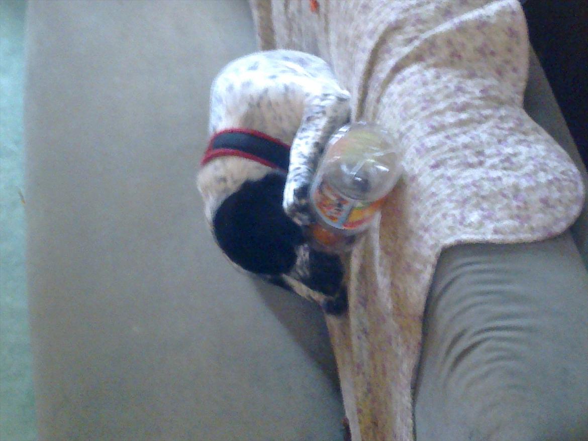 Blanding af racer Tika - Hun elsker når hun får flasker at bide i. hvis der står en tom flaske på bordet finder hun på at pive efter den, eller hvis man er uopmærksom når hun sidder på en stol - så vælter hun flasken og løber med den :) - men det er jo billigt legetøj  billede 18