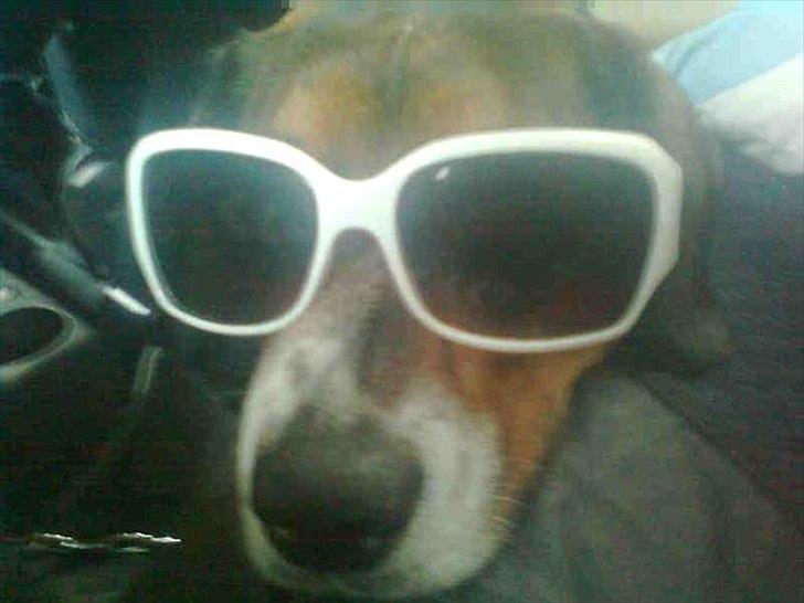 Blanding af racer Buller <3 <3 <3 :D - Velkommen til min profil..og hvis i spørger hvorfor jeg har solbriller på. svare jeg. lidt sej har men vel lov at være billede 1