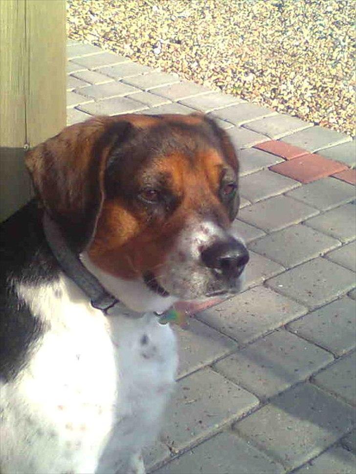 Blanding af racer Buller <3 <3 <3 :D - holder vagt. billede 2