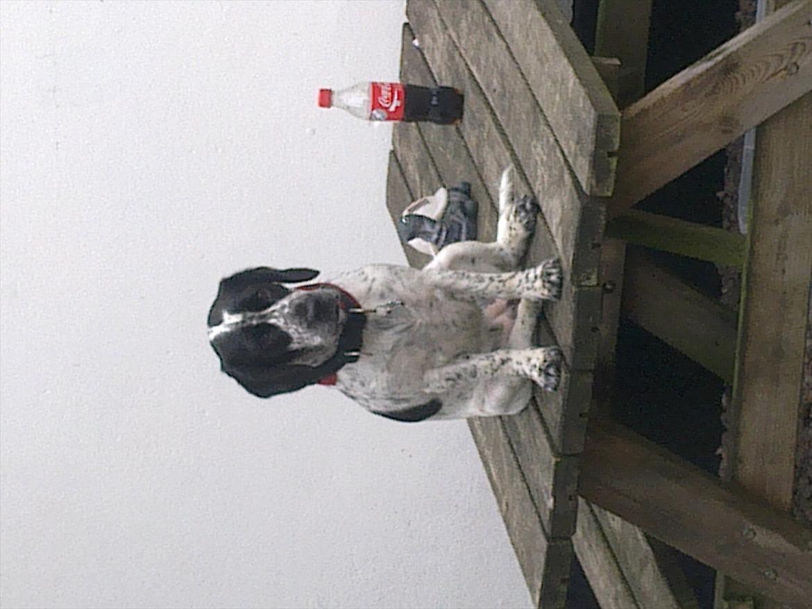 Blanding af racer Tika - Her sidder hun på yndlingspladsen udenfor. hvis solen skinner slænger hun sig rigtig :) billede 19