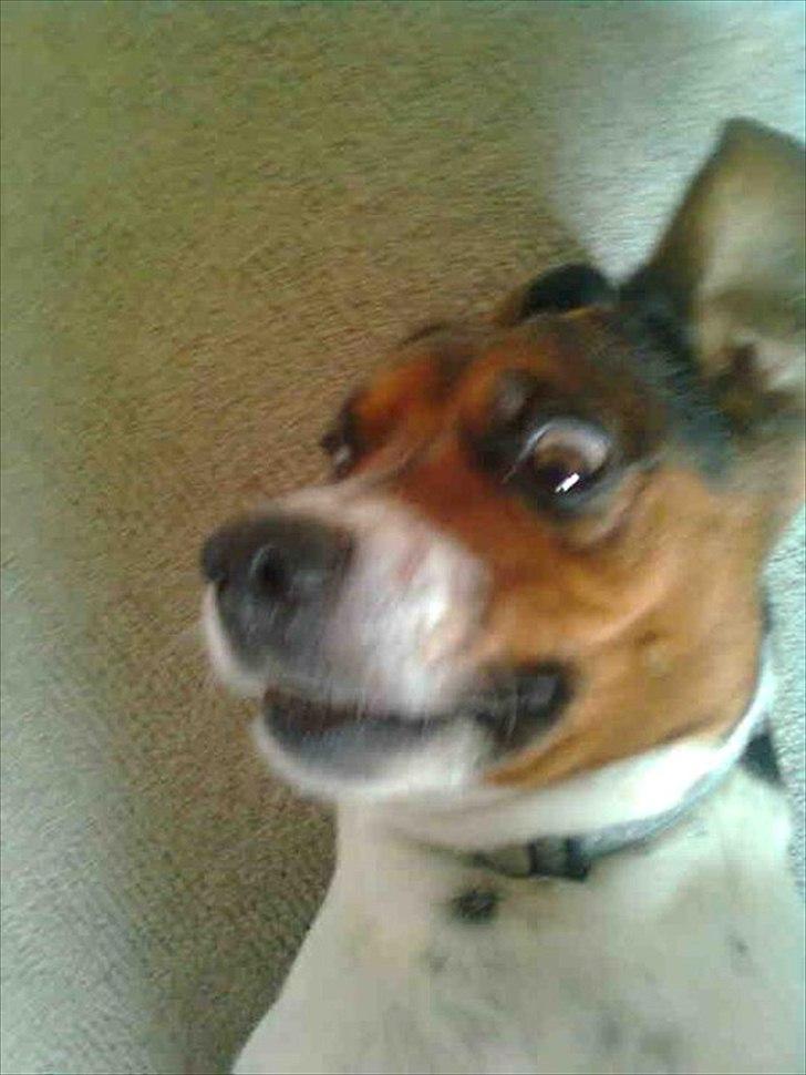 Blanding af racer Buller <3 <3 <3 :D - ahhhh edderkop hjælp billede 3