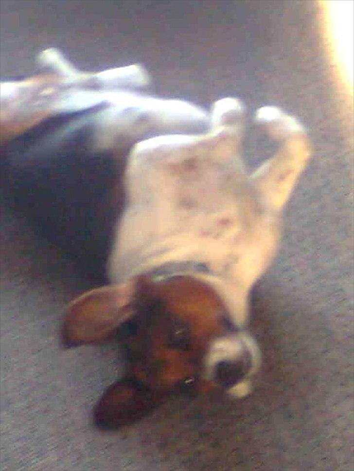 Blanding af racer Buller <3 <3 <3 :D - at dovne den af er det bedste jeg ved billede 4