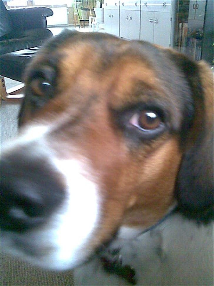 Blanding af racer Buller <3 <3 <3 :D billede 5