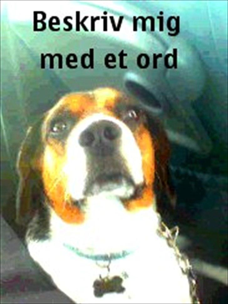 Blanding af racer Buller <3 <3 <3 :D billede 7