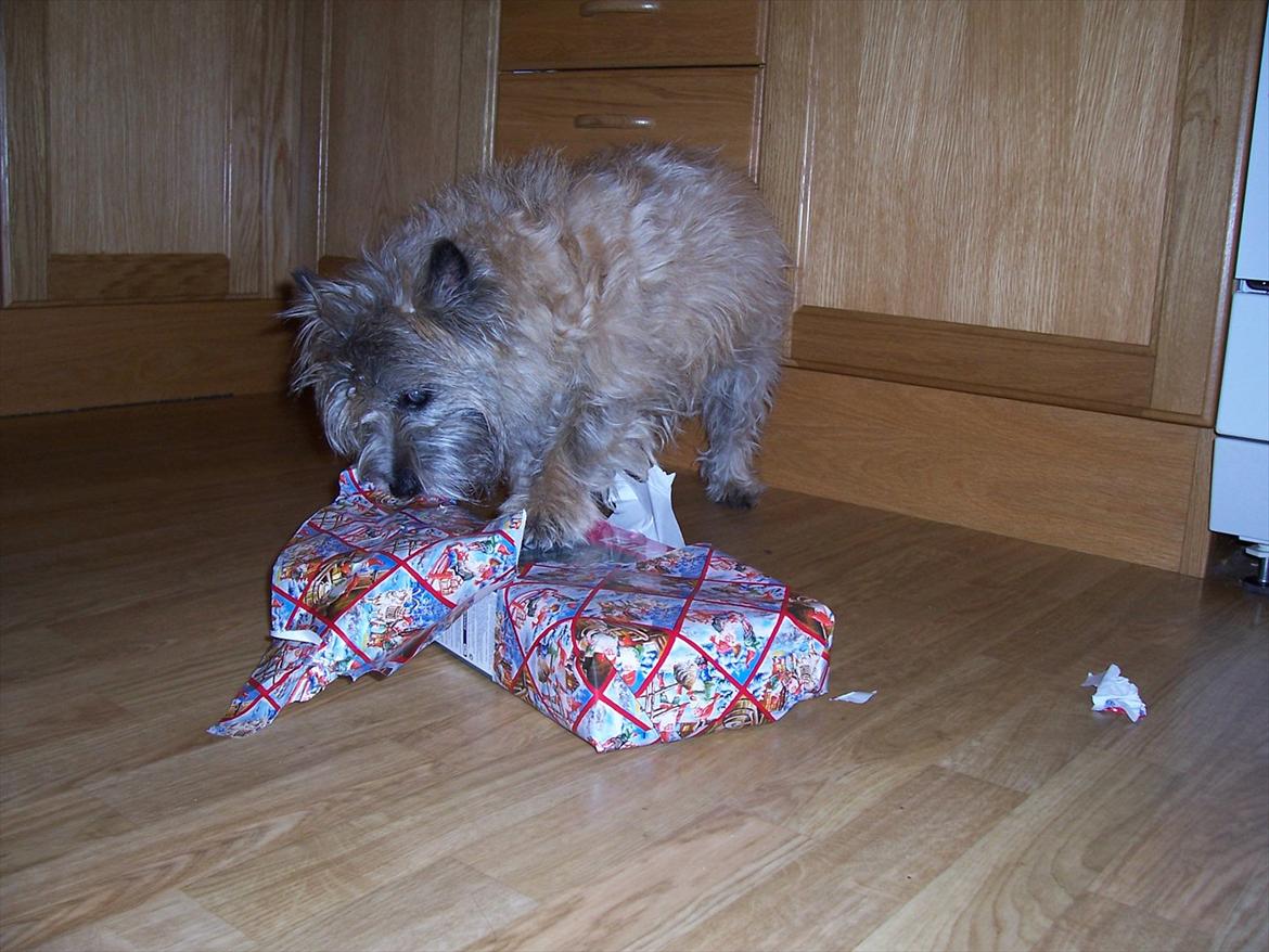 Cairn terrier Dondie  1993-2008 - Dondie pakker gave ud. Det elskede hun. billede 1