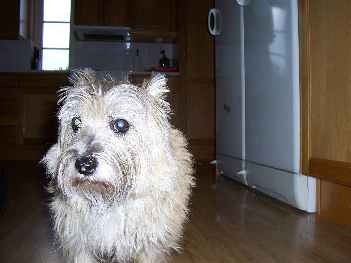Cairn terrier Dondie  1993-2008 - Dondie i køkkenet. billede 2
