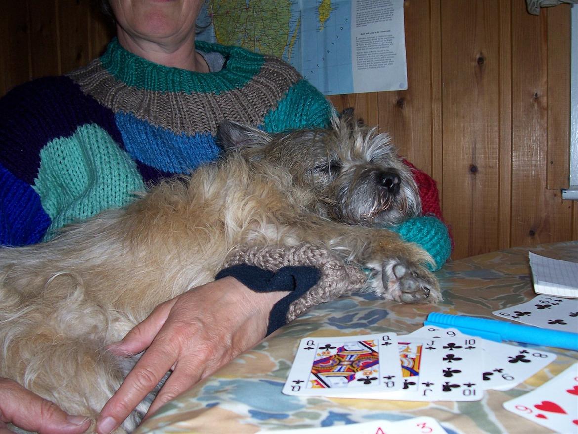 Cairn terrier Dondie  1993-2008 - Dondie i min mors arme. Det var hendes ynglings puttested. billede 3