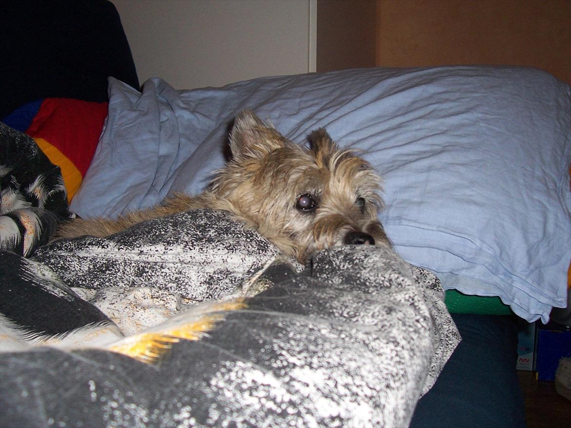 Cairn terrier Dondie  1993-2008 - Men en varm dyne var nu osse meget rar. billede 4
