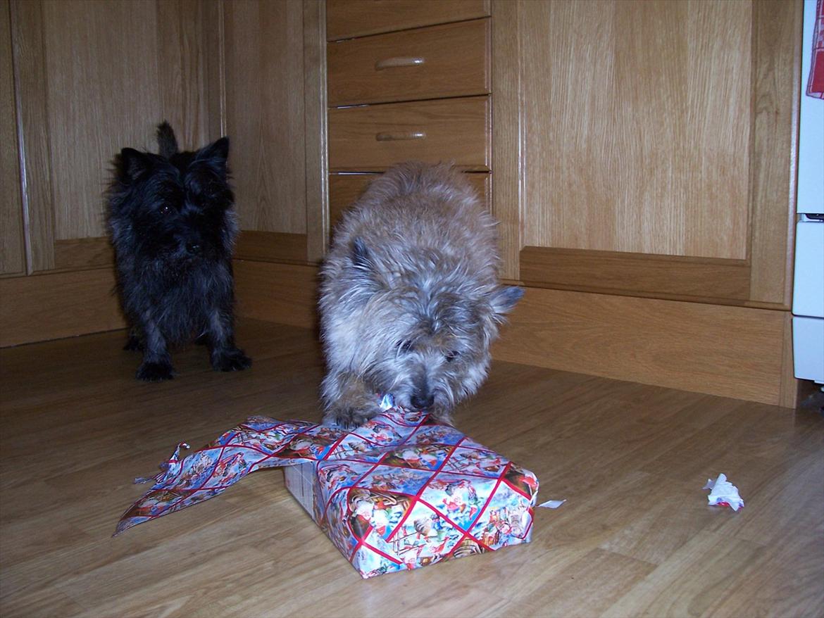 Cairn terrier Dondie  1993-2008 - Dondie pakker gave ud. med hendes "lillebror" Eddie som tilskurer i baggrunden. billede 5