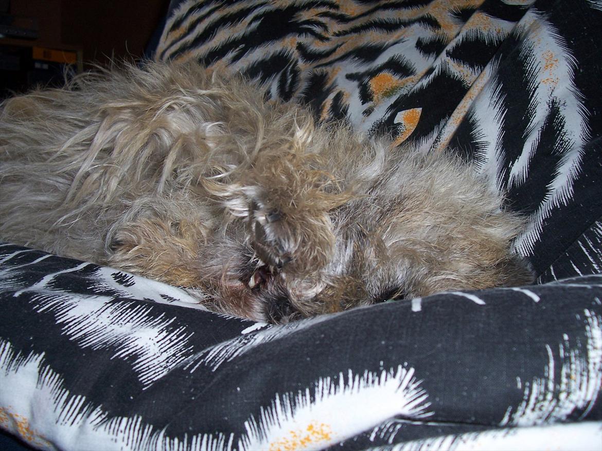 Cairn terrier Dondie  1993-2008 - Selvom man er gammel, kan man nu godt fjolle.  billede 6