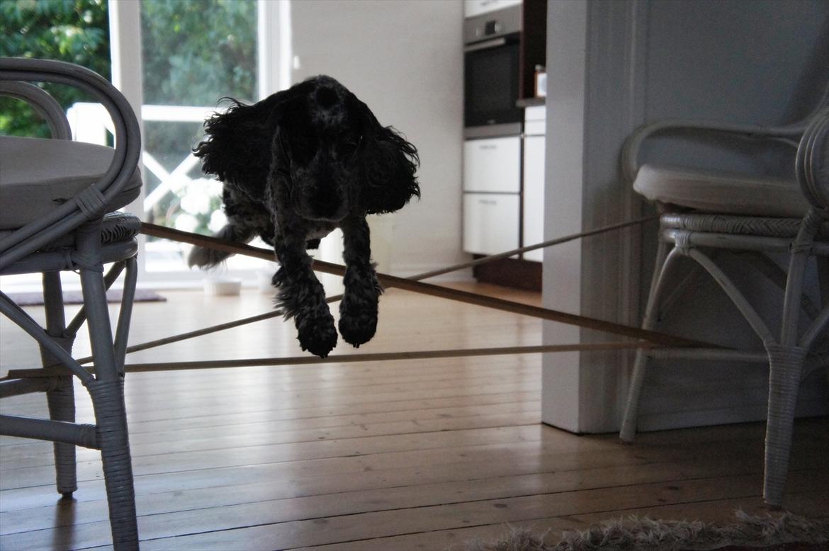 Cocker spaniel | Smila - HOP! billede 9