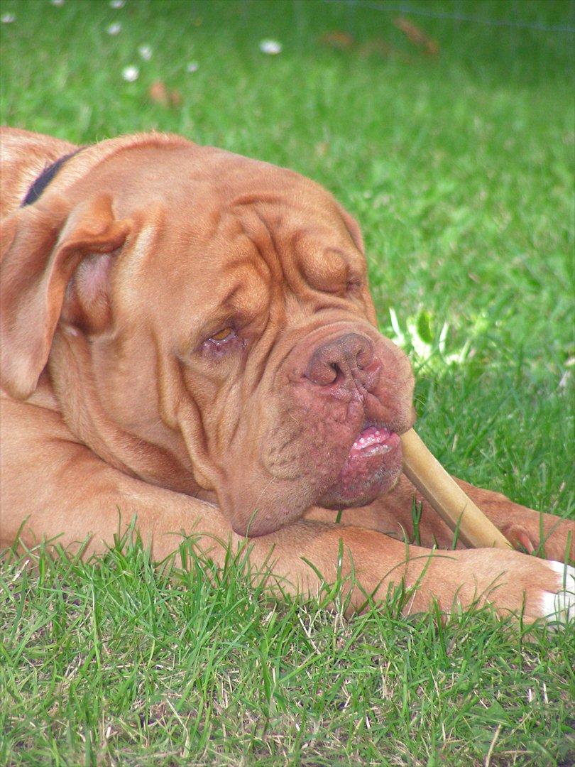 Dogue de bordeaux Arnold Grandis billede 15